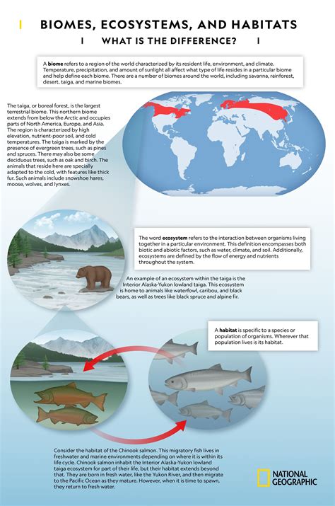 Which one is it biome ecosystem or habitat the answer plus a simple steam activity – Artofit