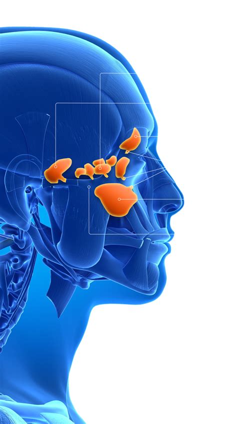 The nose - Anatomy of the paranasal sinuses