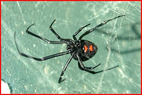 Northern Black Widow Spider (Latrodectus variolus) - Plant & Pest ...