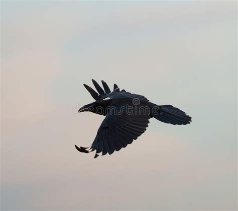 Common Raven Flying in the Sky Stock Photo - Image of resting, northern ...