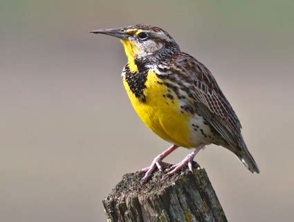 Western Meadowlark, Identification, All About Birds - Cornell Lab of Ornithology