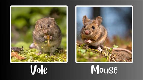 Vole vs Mouse: What is the Difference Between Mice and Voles? - A.N.T. Pest Control