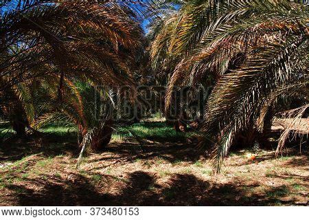 Oasis Sahara Desert, Image & Photo (Free Trial) | Bigstock