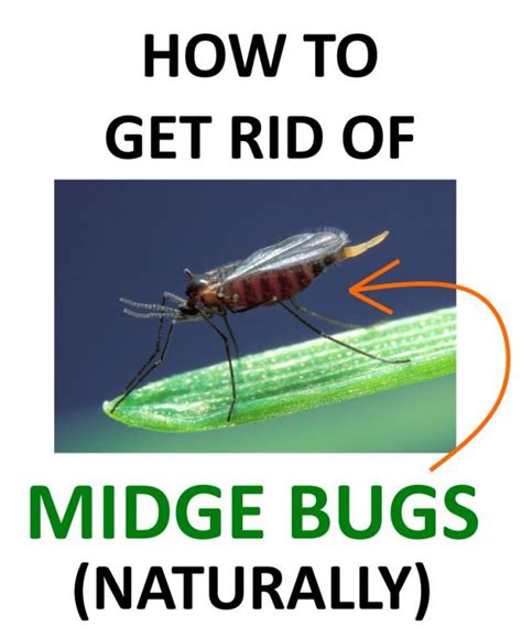 How to get rid of midge bugs no see ums naturally – Artofit