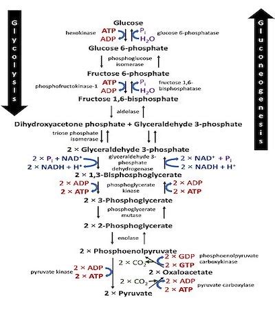 Anaerobic Respiration | Definition, Equation & Types - Lesson | Study.com