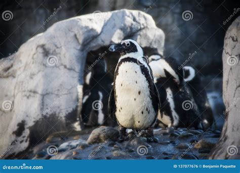 Penguins at the Mystic Aquarium in Mystic Connecticut Stock Photo - Image of north, global ...