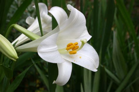 Easter Lily – Care | Walter Reeves: The Georgia Gardener