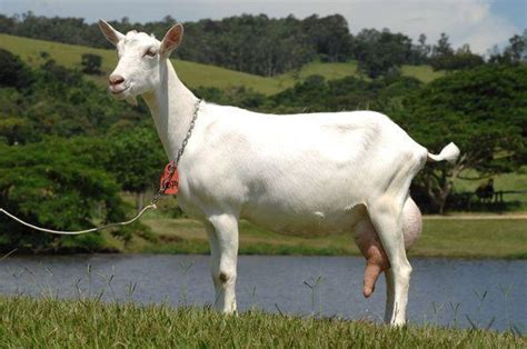 Saanen Goat - Breeds List