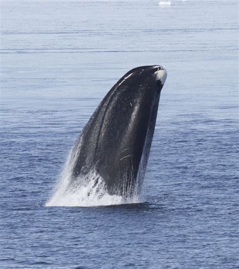 Bowhead whale longevity tricks: There is 'no reason humans cannot live to 200'