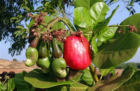 The Complete Guide to Growing a Thriving Cashew Tree - Garden and Happy