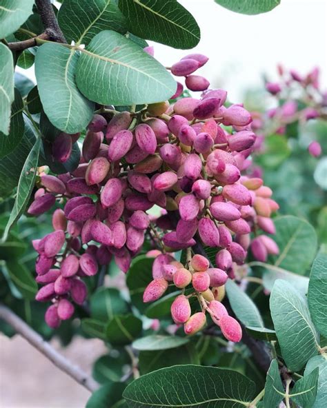 Fresh pistachios - a rare treat indeed - CERES Fair Food