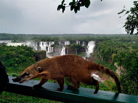 The animals you will find in the Iguazu Falls | HOWLANDERS