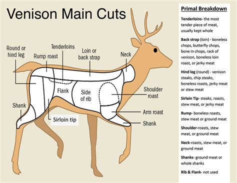 Venison Cuts Of Meat Diagram