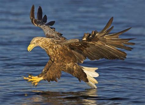 White-tailed Sea Eagle, Norway | Birds | Pinterest