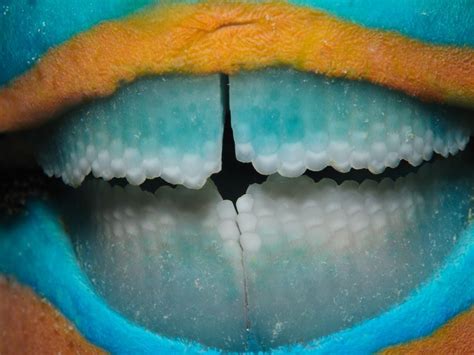 Parrotfish teeth | Smithsonian Photo Contest | Smithsonian Magazine