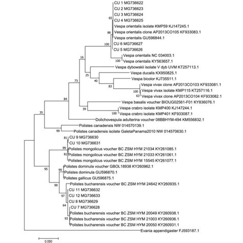 (PDF) Molecular phylogeny and identification of the Egyptian wasps (Hymenoptera: Vespidae) based ...