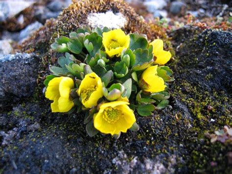 Arctic Tundra Plants with Names | arctic tundra zone image gunn sissel jaklin norwegian polar ...