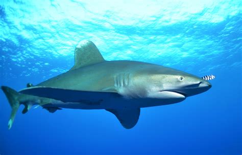 Oceanic Whitetip Shark