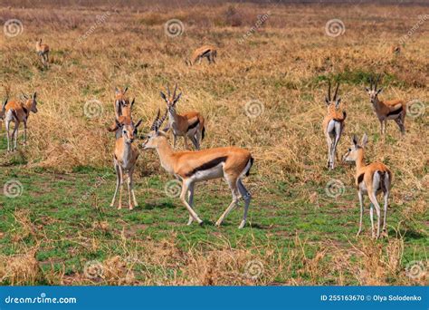 Herd of Thomson`s Gazelle Eudorcas Thomsonii in Serengeti National Park ...