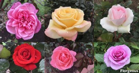 The Different Rose Types: Plant Facts and Images | Florgeous