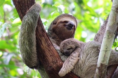 Sloths in Manuel Antonio, Costa Rica | Atlas & Boots