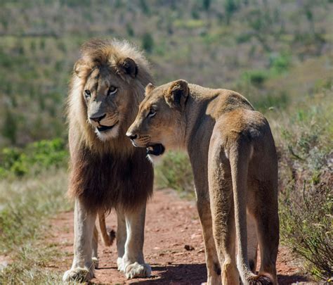 African Lion Facts: Habitat, Diet, Behavior