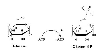 Glucose 6 Phosphate Structure