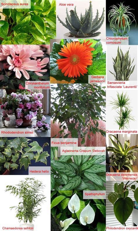 Plants & Flowers » Indoor plants create clean air