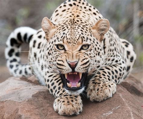 Angry Leopard Face