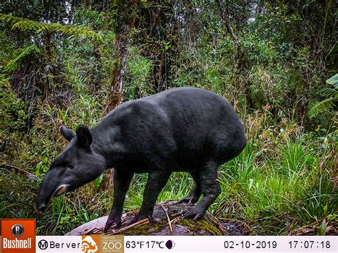 A sanctuary for the conservation of the mountain tapir - Mountain Tapir Project