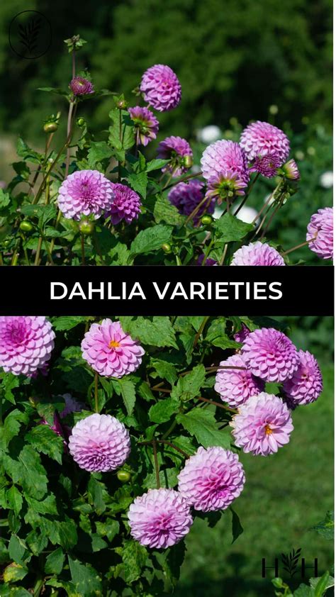 25 dahlia varieties to adore 💐 🌟 A comprehensive guide to these ...