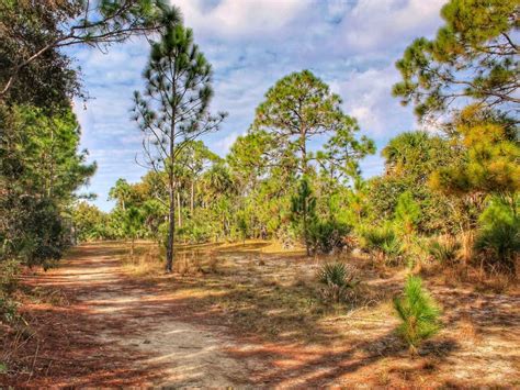 Florida Pine Trees stock image. Image of florida, leaves - 103718665