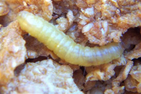 INDIAN MEAL MOTH LARVAE | NW Pest Control