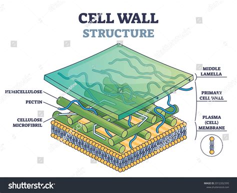 1,496 Plant Cell Label Images, Stock Photos & Vectors | Shutterstock