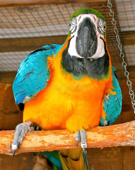 Macaw Parrot stock photo. Image of climbs, caged, beak - 98746982