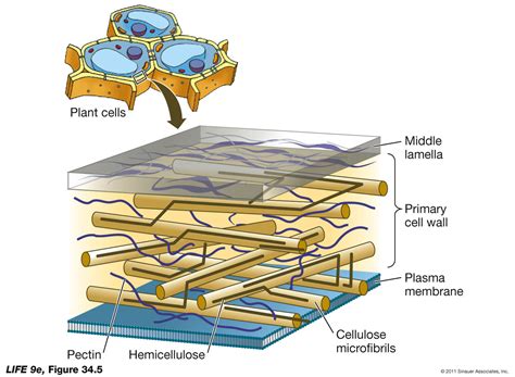 Plant Cell Wall Structure - Biology Forums Gallery