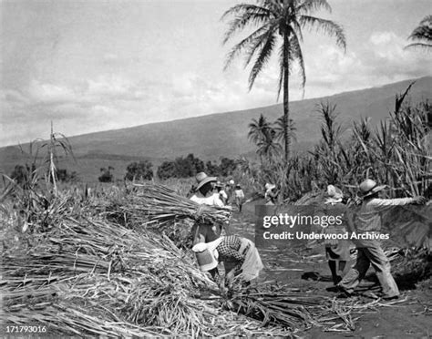 199 Hawaii Sugar Cane Stock Photos, High-Res Pictures, and Images - Getty Images