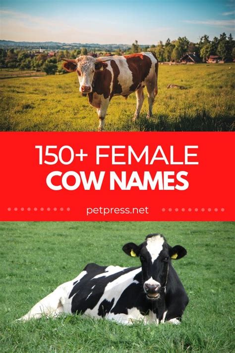 150+ Female Cow Names: The Best Names For Your Female Cattle