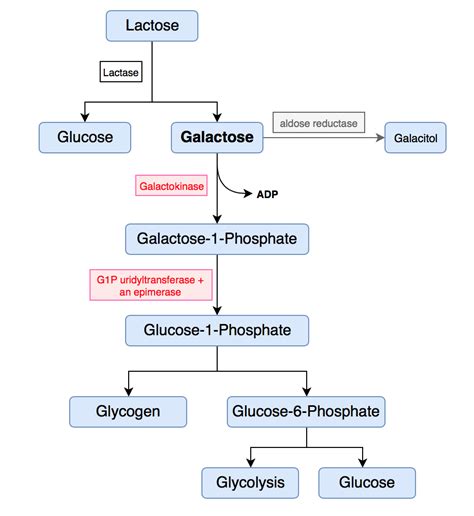 Galactose metabolism Diagram | Quizlet