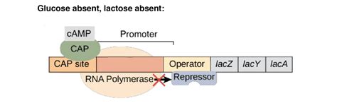 Lac Operon: Mechanism and Regulation • Microbe Online