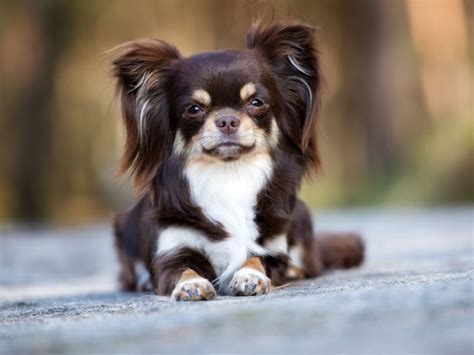 What Is A Long Haired Chihuahua Mix? Does It Have A Hairy Problem ...