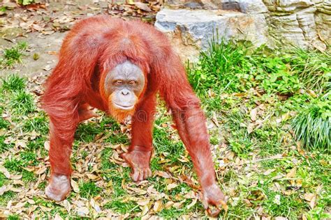 Orang Utan. stock photo. Image of kalimantan, orangutan - 60412764