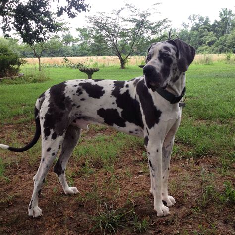 49 Great Dane Breeders Tucson Az Photos – See more ideas about pets ...