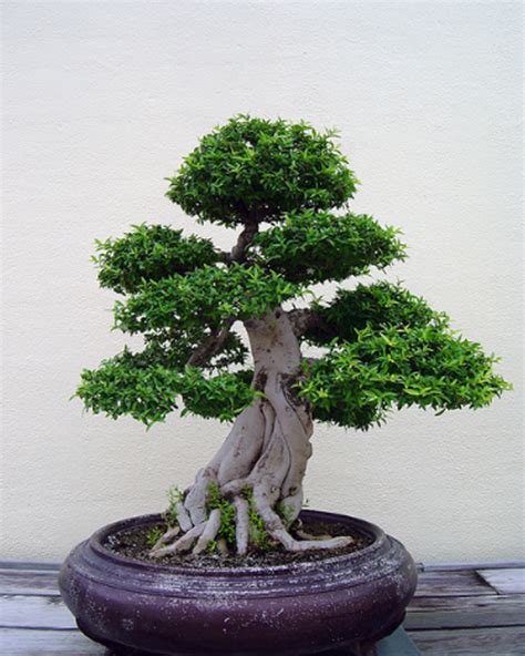 CATATAN ANAK RANTAU L4LAWANG: Tanaman Bonsai