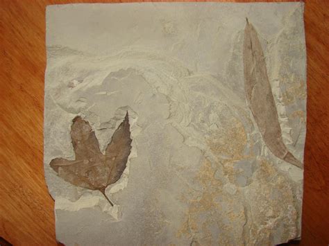 Fossilized Leaves From Green River Formation - Members Gallery - The Fossil Forum