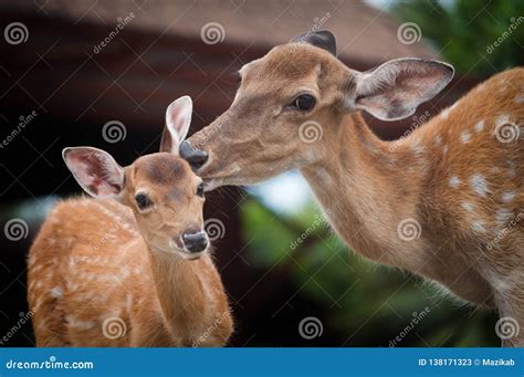 Baby Deer and Mom& X27;s Stock Image - Image of field, park: 138171323