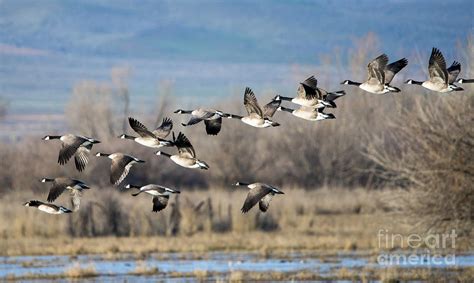 Canada Geese Flock Photograph by Michael Dawson