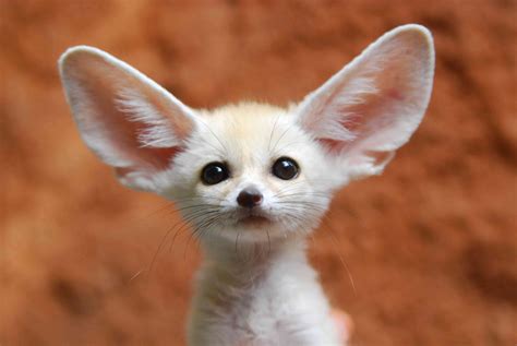 8 Fun Facts About the Fennec Fox