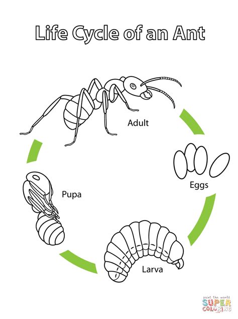 Life Cycle of an Ant coloring page | Free Printable Coloring Pages