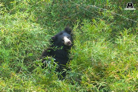 The Animals Of Bamboo Forests - Wildlife SOS